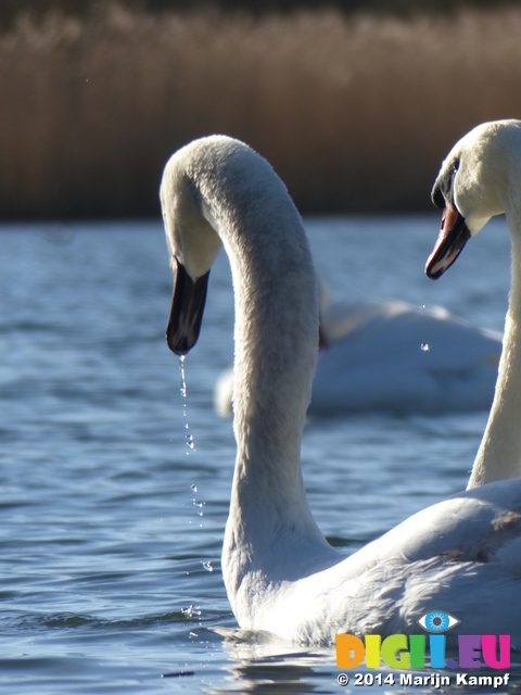 LZ00254 Swans on Cosmeston lakes